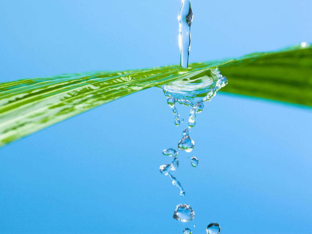 water over leaf
